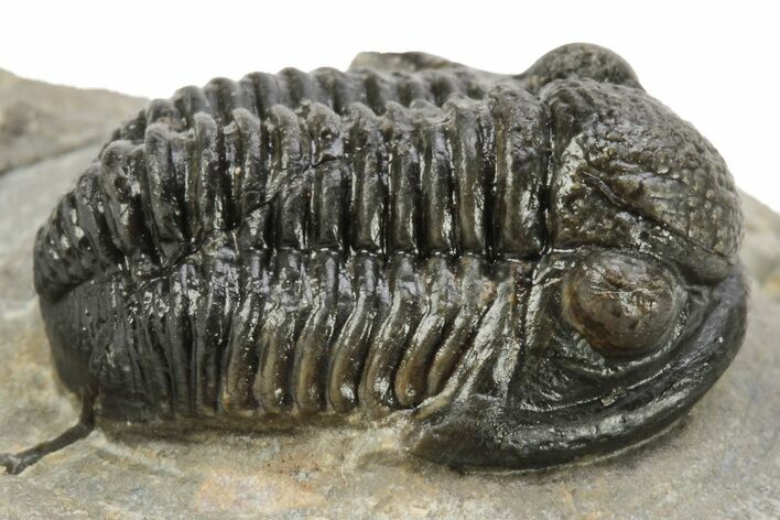 Detailed Gerastos Trilobite Fossil - Morocco #226624